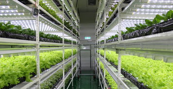 生物技術(shù)驅(qū)動(dòng)下的中國植物工廠 從追趕到引領(lǐng)的綠色革命